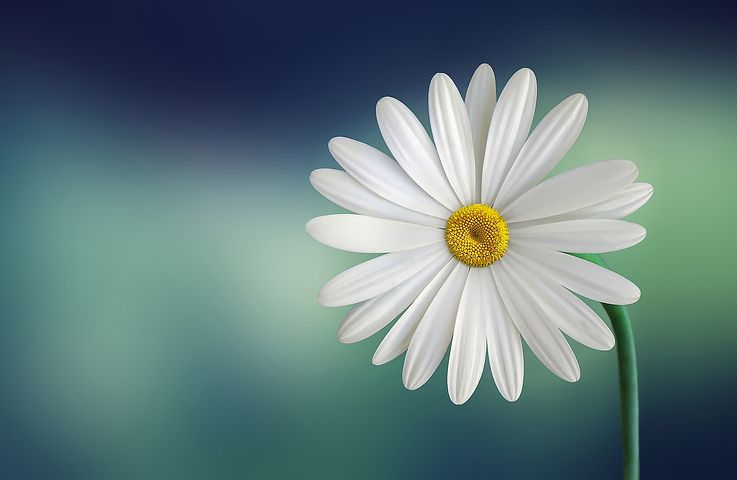 Flower Pic 188