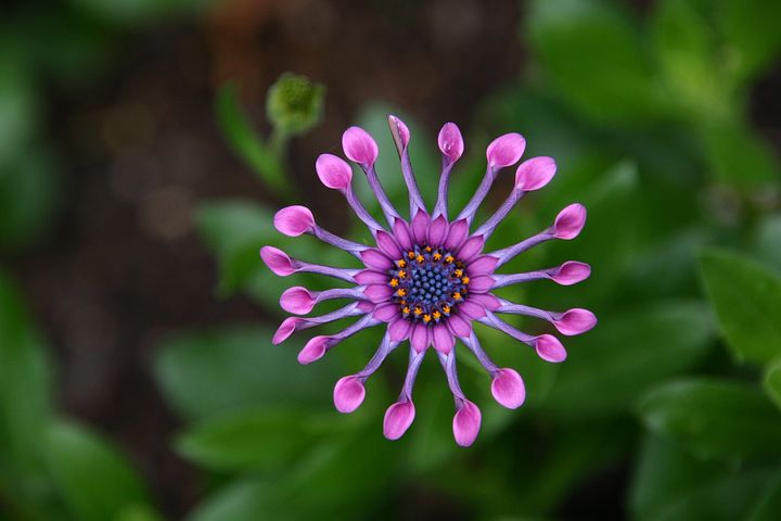 Flower Pic 97