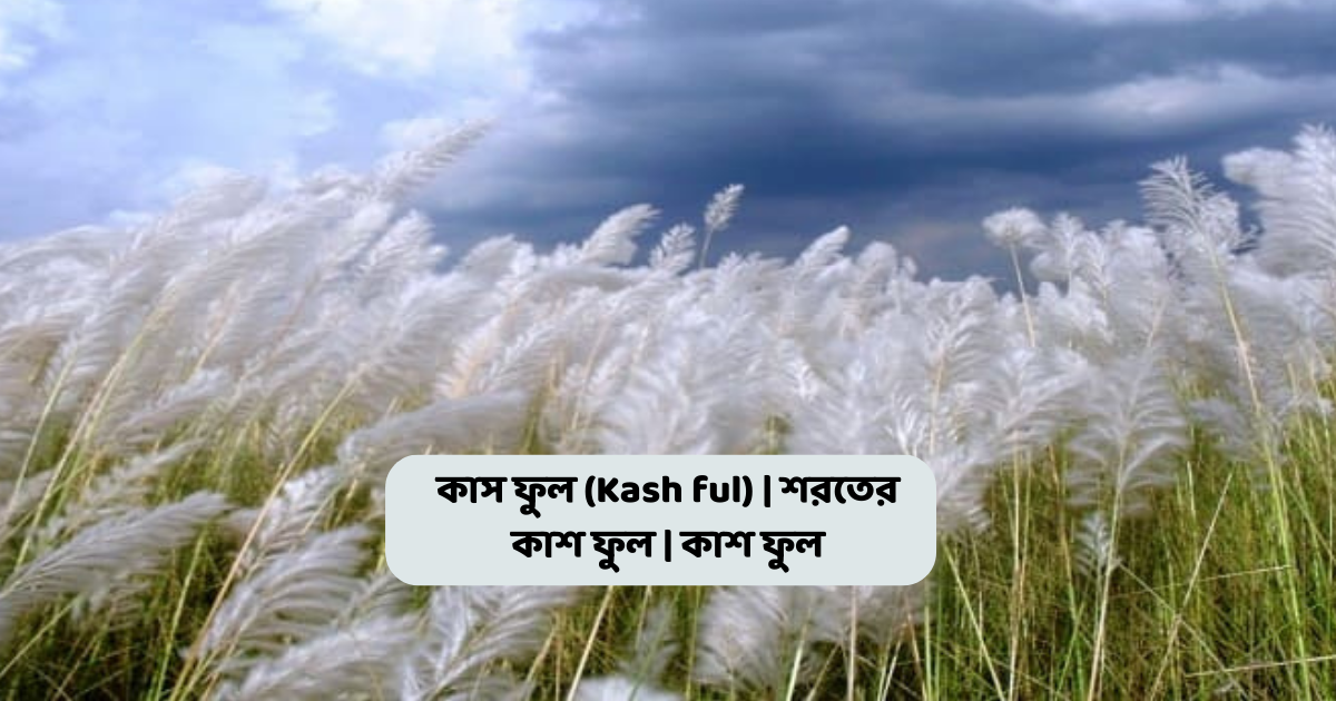 কাস ফুল (Kash ful) | শরতের কাশ  ফুল | কাশ ফুল
