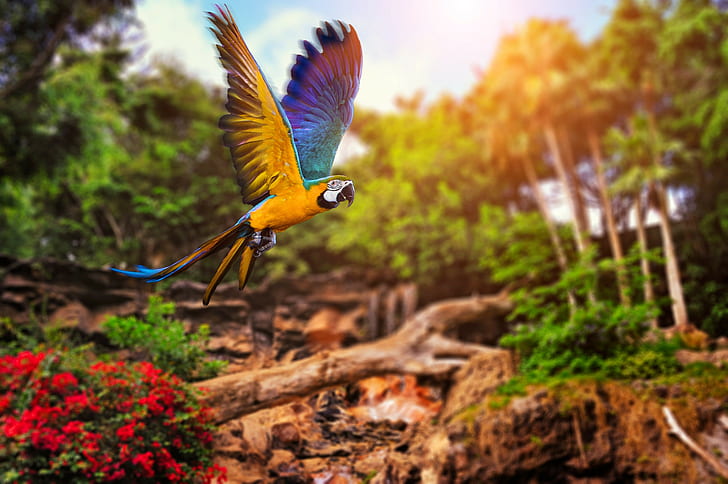 birds parrot nature forest wallpaper preview