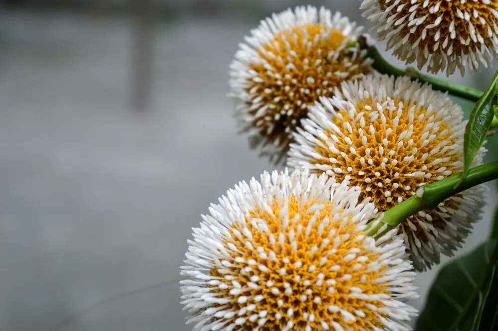 কদম ফুলের ছবি 6