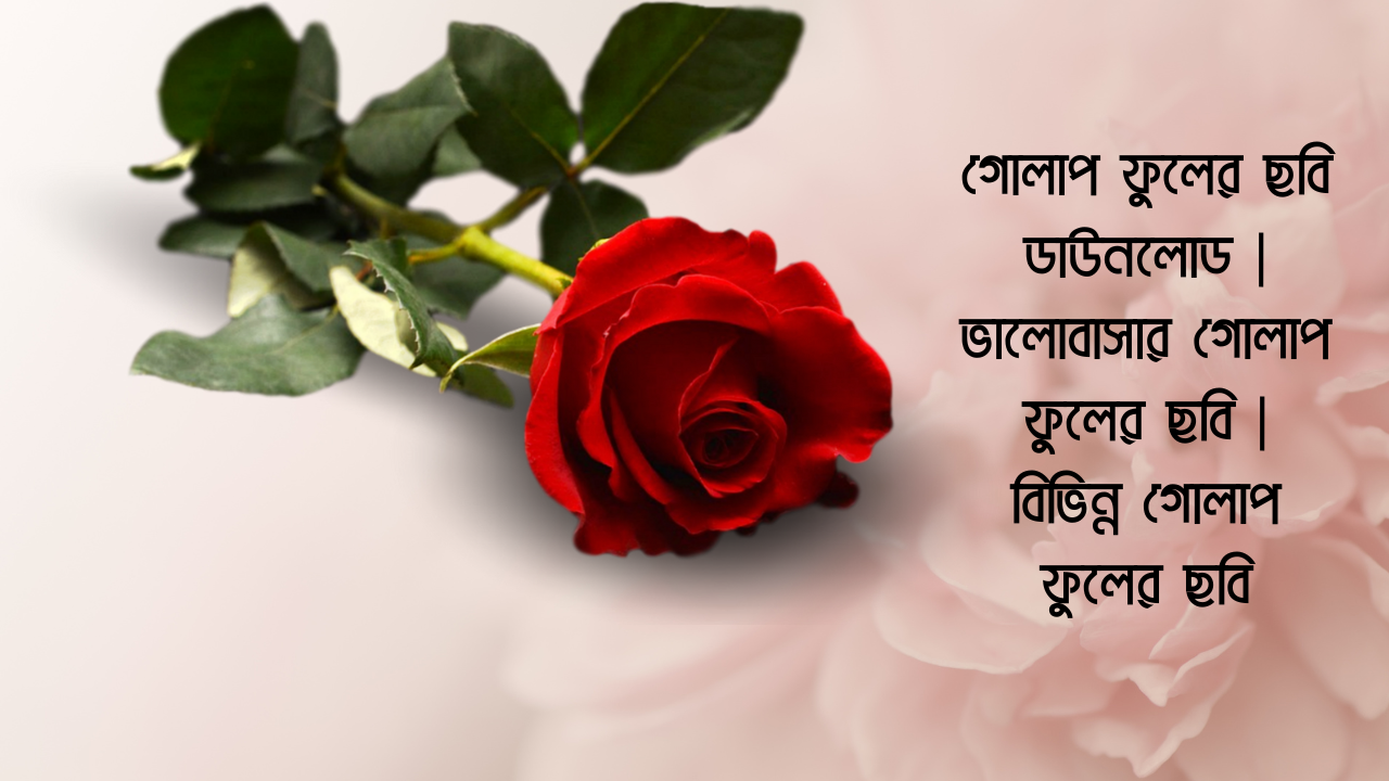 গোলাপ ফুলের ছবি