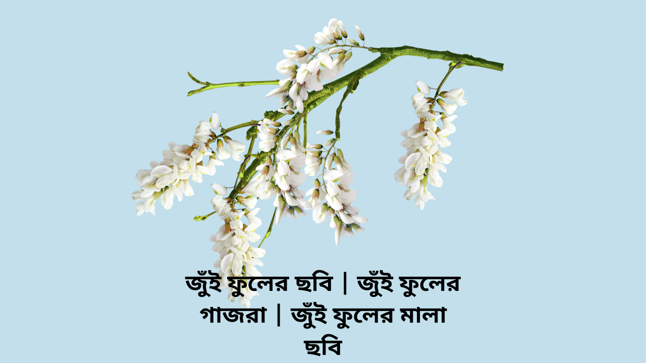 জুঁই ফুলের ছবি